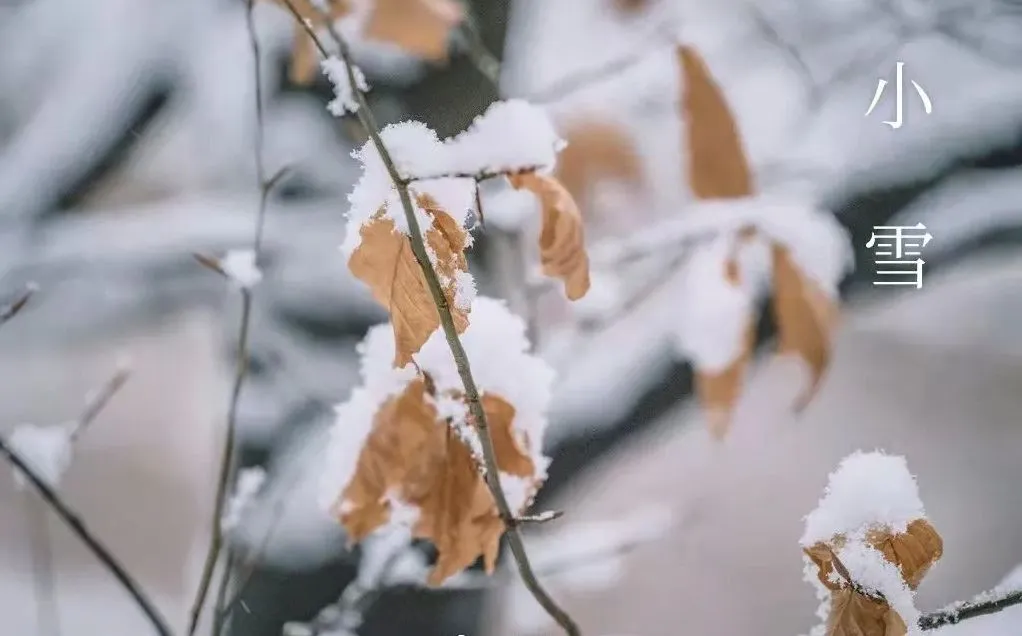 שלג קטן - מה לדעת